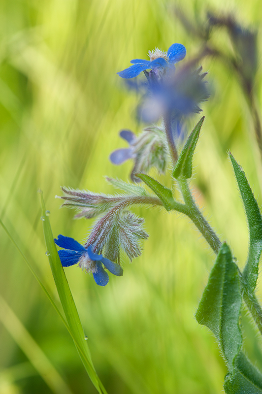 Anchusa azurea